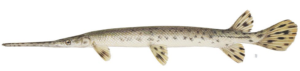 gar