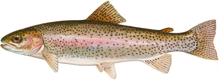 trout